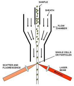 Figure 1: Schematic of Flow Cell
